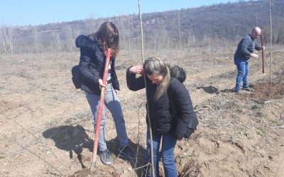 КНСБ във Враца засади 300 тополи