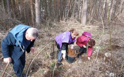 КНСБ в Сливен засади фиданки явор в местността Чуката